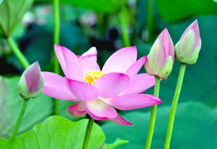 莲花生长的地方在哪里