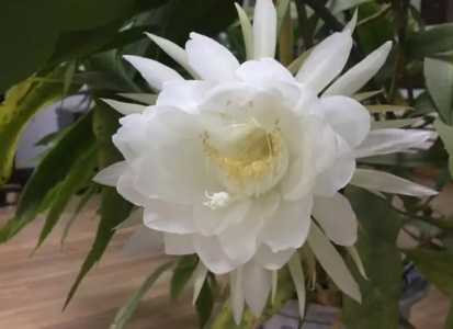 昙花花期为什么这么短