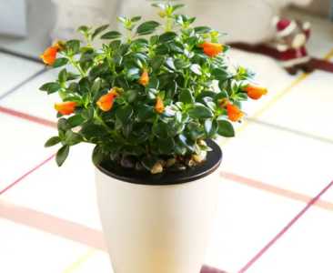 金鱼花水培好还是土培好