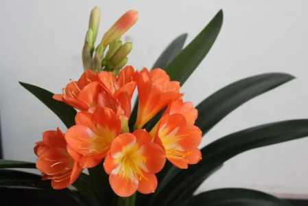 君子兰怎样才能开花5个诀窍