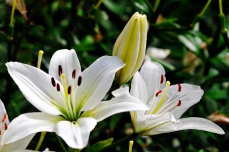 百合花对光照的要求