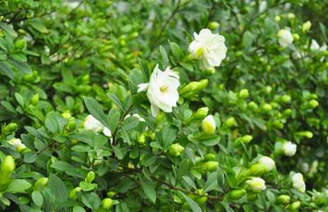 栀子花喜阳吗