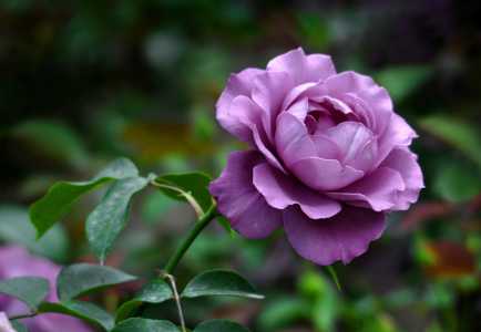 月季花语是什么意思