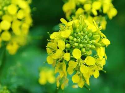 油菜花是油菜开的花吗
