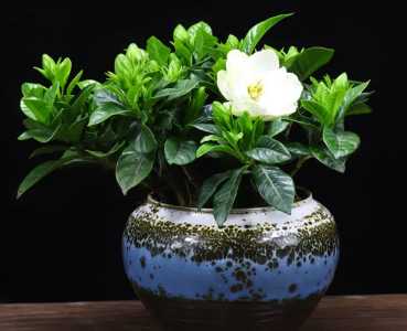 栀子花盆栽怎么做造型