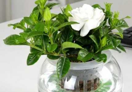 栀子花水培多久能生根
