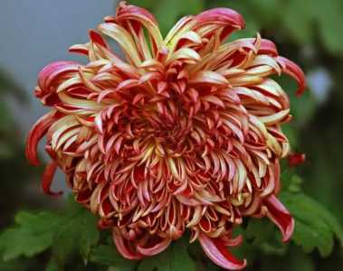 菊花桂花什么季节开花