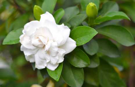 栀子花怎么养比较好