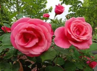 室内月季花养殖方法