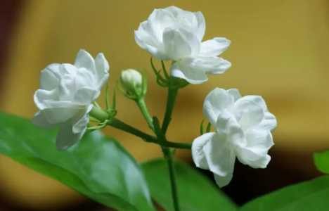 茉莉一年开几次花