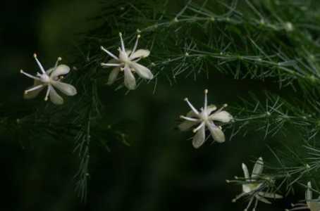 文竹花在家怎么养