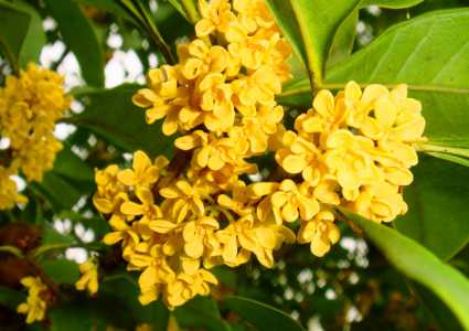 院内种桂花树好吗