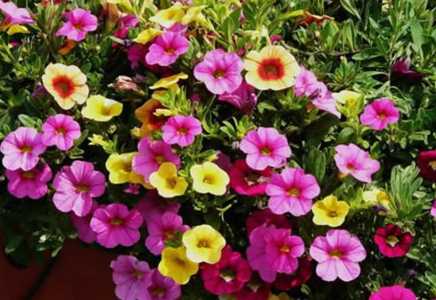 百万小铃花后能再次开花吗