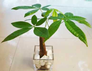 发财树换盆后怎样浇水
