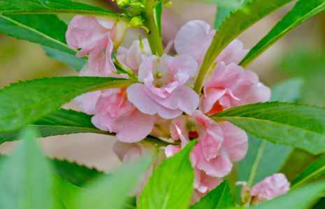 指甲花一年四季都可以种吗