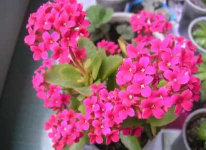 长寿花怎么浇水浇多少?