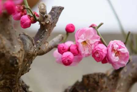 梅花如何种植方法