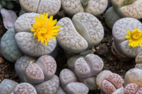 生石花移栽后什么时候浇水