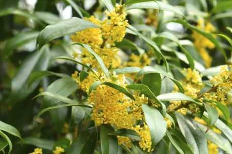 桂花的特点和外形、颜色