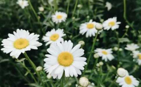 小雏菊什么时候开花
