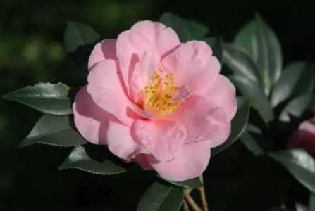 茶花光杆了多久可以重新长叶