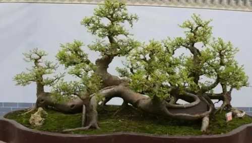 朴树盆景什么时候修剪