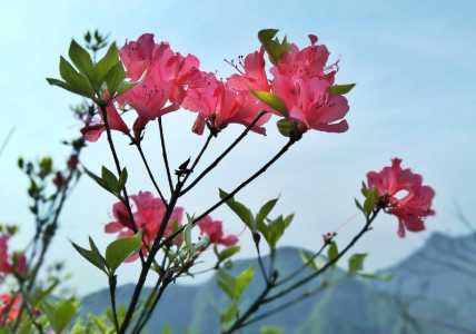 新买的杜鹃花什么时候换盆