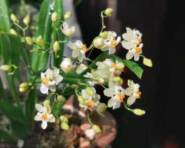 梦香兰花期几个月