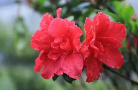 杜鹃花如何修剪能开花爆盆