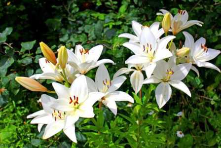 百合花地栽能过冬吗