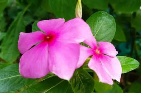 长春花7月份还可以移栽吗