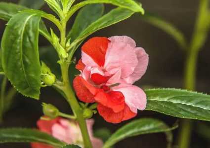 凤仙花冬季可以播种吗