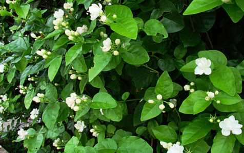 茉莉树什么时候开花