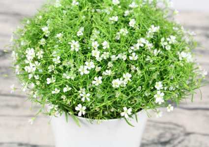 满天星开花后怎么修剪