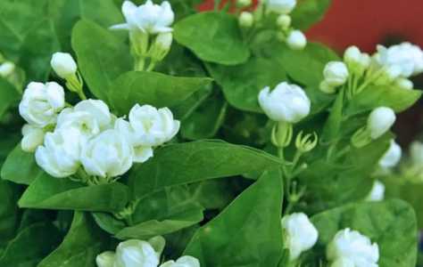 茉莉多长时间开一次花