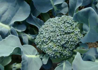 花菜种子怎么育苗