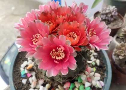绯花玉一朵花开几天