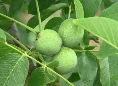 核桃树在南方能结果吗