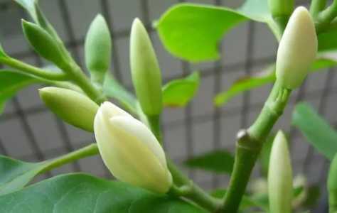 白兰花的扦插7月份能活吗