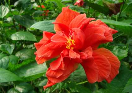 盆栽扶桑花能活几年