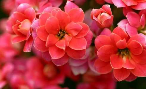 夏天长寿花怎么养