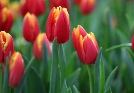 郁金香花谢后怎么处理