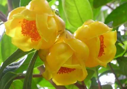 茶花什么时候开花