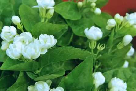 茉莉和桂花哪个香味好