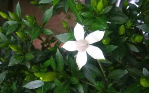 栀子花什么时候换盆比较好