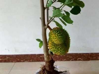 盆栽榴莲树挂果的注意事项