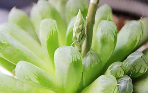 玉露开花后发暗怎么回事