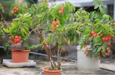 荔枝树盆栽的养殖方法