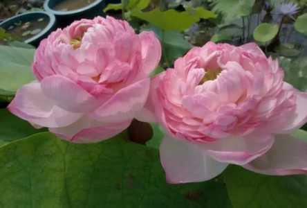 小盆里如何养荷花