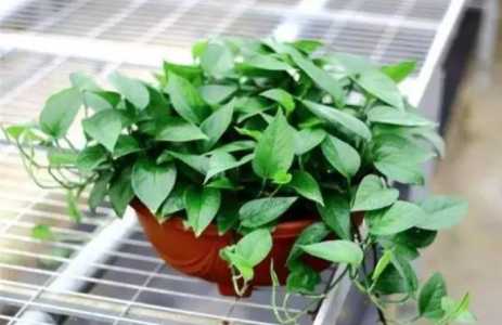 绿萝花如何食用方法